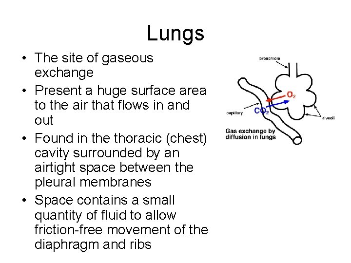Lungs • The site of gaseous exchange • Present a huge surface area to