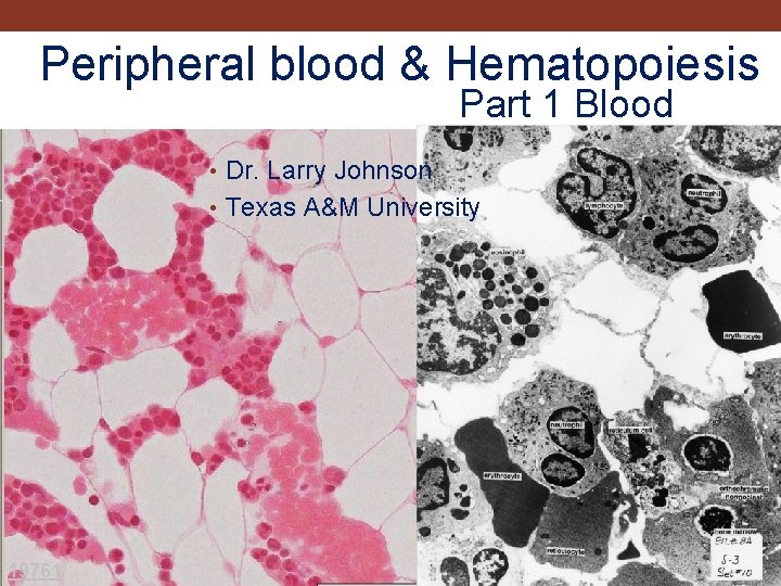 Peripheral blood & Hematopoiesis Part 1 Blood • Dr. Larry Johnson • Texas A&M