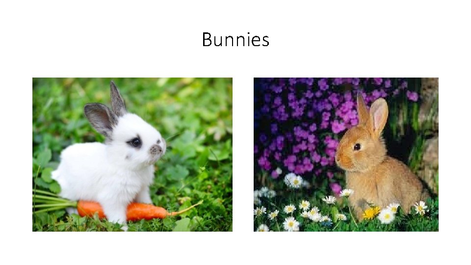 Bunnies Bunnies