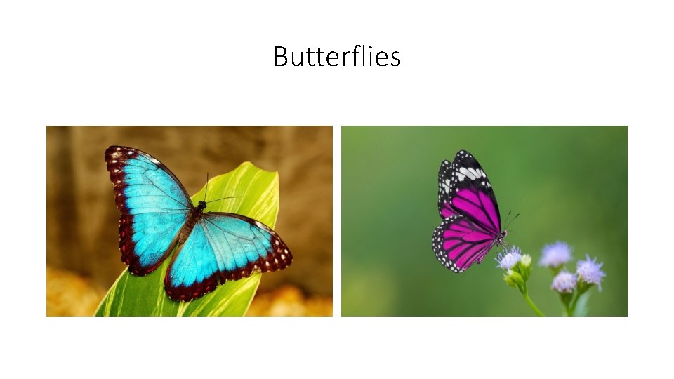 Butterflies Butterflies