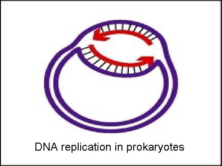 DNA replication in prokaryotes 