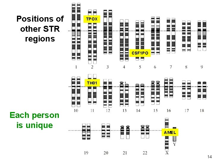 Positions of other STR regions TPOX CSF 1 PO TH 01 Each person is