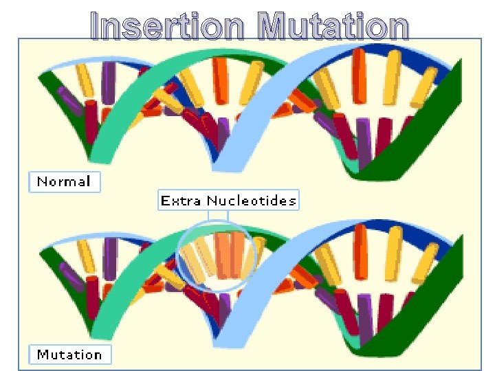 Insertion Mutation 