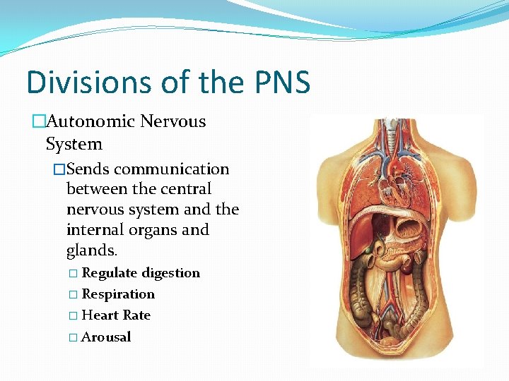Divisions of the PNS �Autonomic Nervous System �Sends communication between the central nervous system