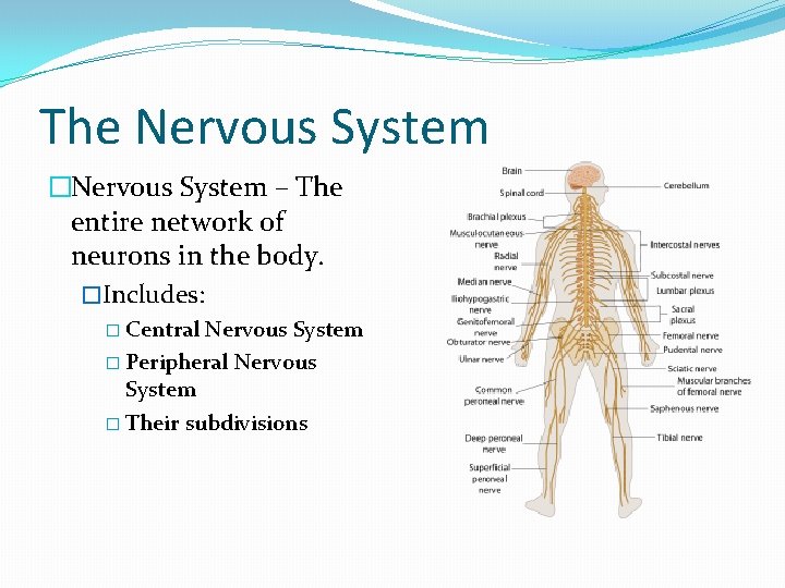 The Nervous System �Nervous System – The entire network of neurons in the body.