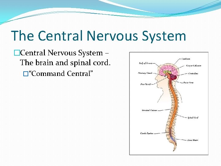 The Central Nervous System �Central Nervous System – The brain and spinal cord. �“Command