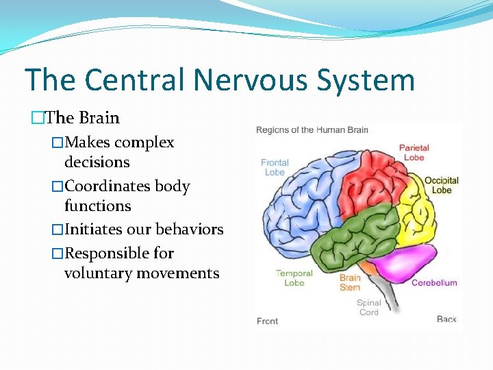 The Central Nervous System �The Brain �Makes complex decisions �Coordinates body functions �Initiates our