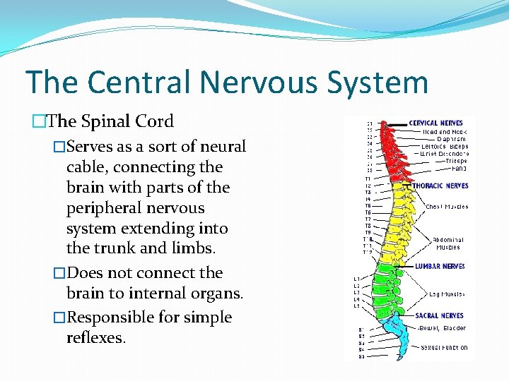 The Central Nervous System �The Spinal Cord �Serves as a sort of neural cable,