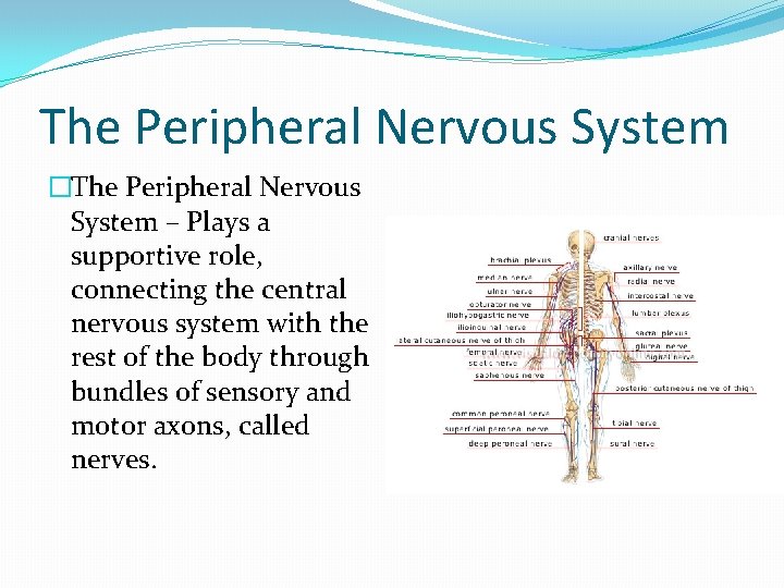 The Peripheral Nervous System �The Peripheral Nervous System – Plays a supportive role, connecting