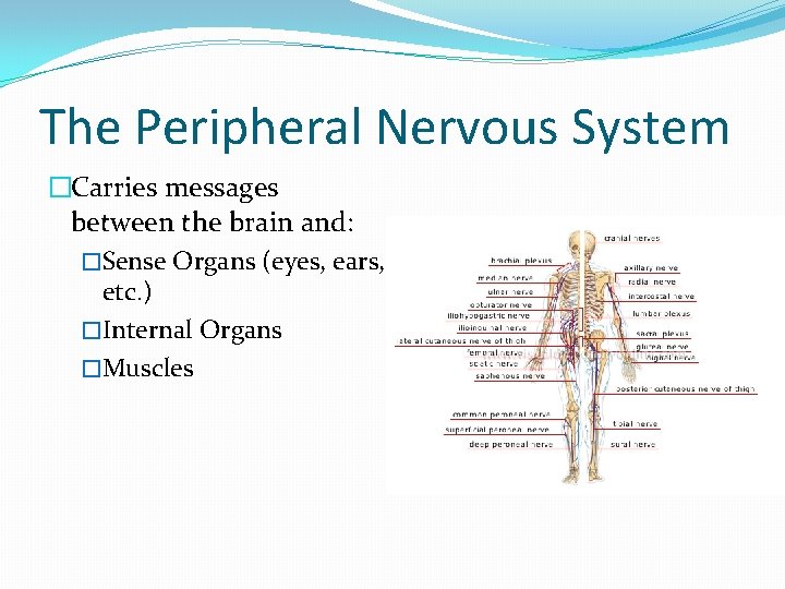 The Peripheral Nervous System �Carries messages between the brain and: �Sense Organs (eyes, ears,