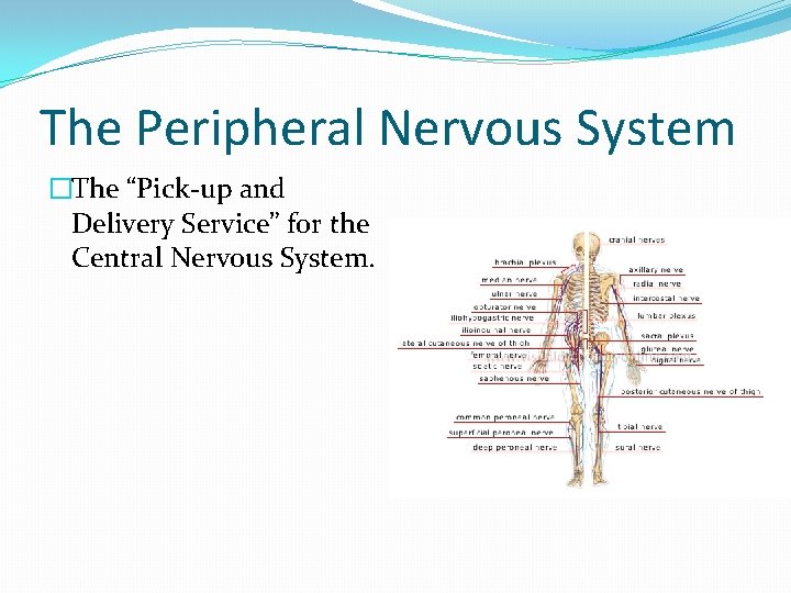 The Peripheral Nervous System �The “Pick-up and Delivery Service” for the Central Nervous System.