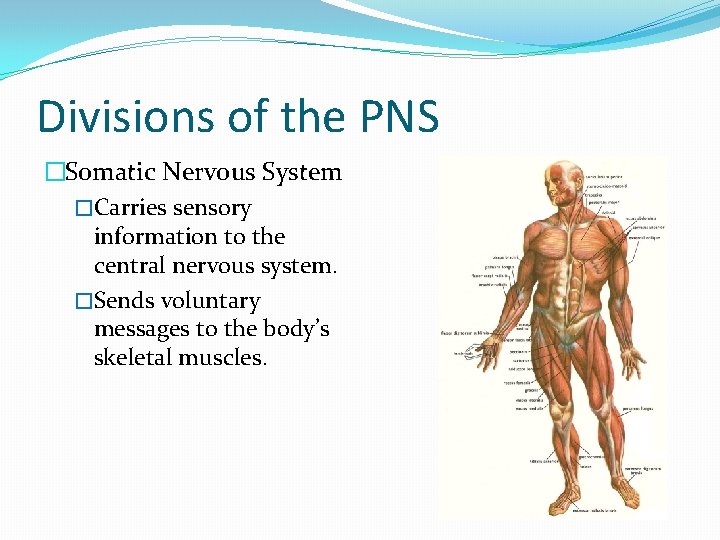 Divisions of the PNS �Somatic Nervous System �Carries sensory information to the central nervous