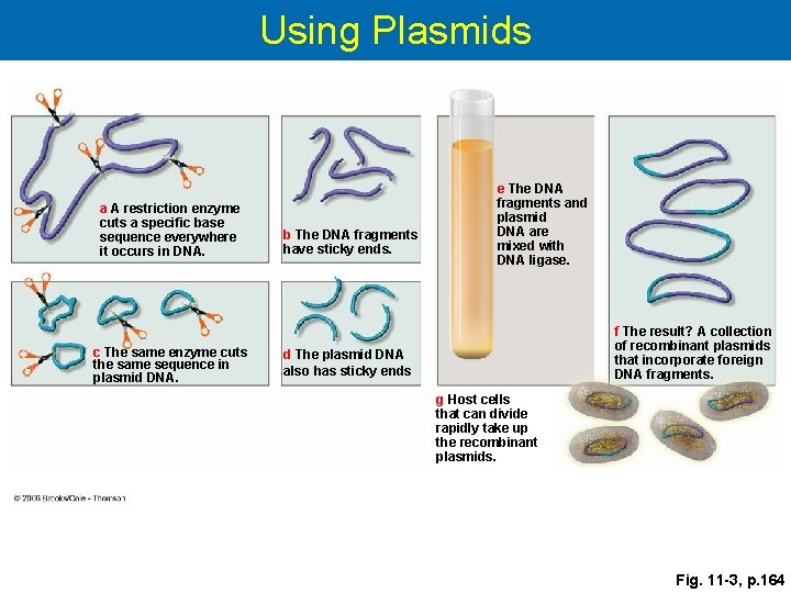 Using Plasmids a A restriction enzyme cuts a specific base sequence everywhere it occurs