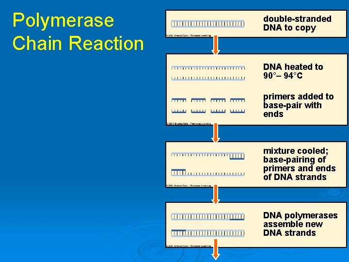 Polymerase Chain Reaction double-stranded DNA to copy DNA heated to 90°– 94°C primers added