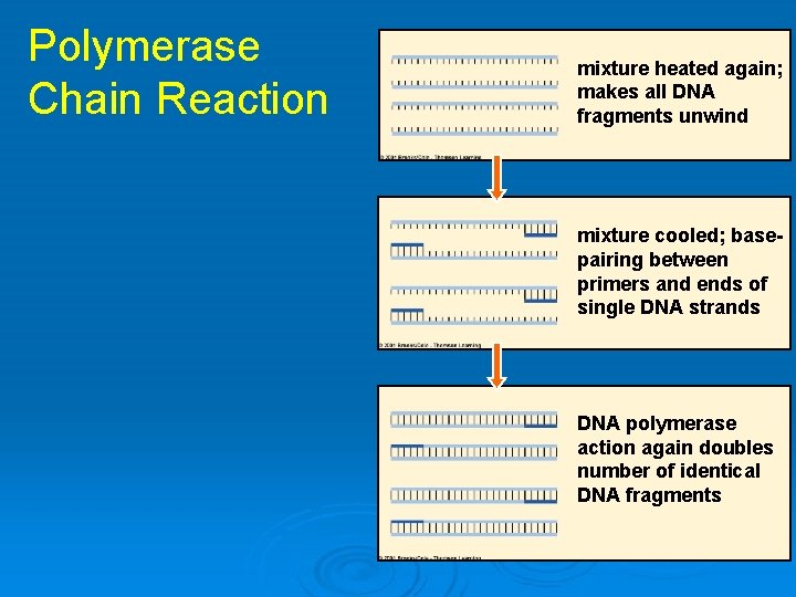 Polymerase Chain Reaction mixture heated again; makes all DNA fragments unwind mixture cooled; basepairing