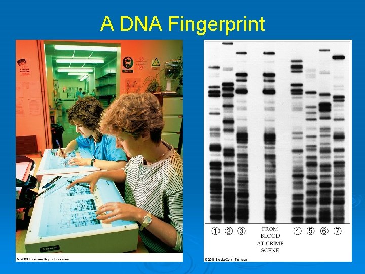 A DNA Fingerprint 