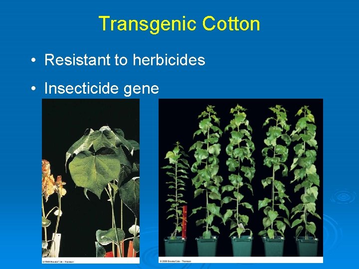 Transgenic Cotton • Resistant to herbicides • Insecticide gene 