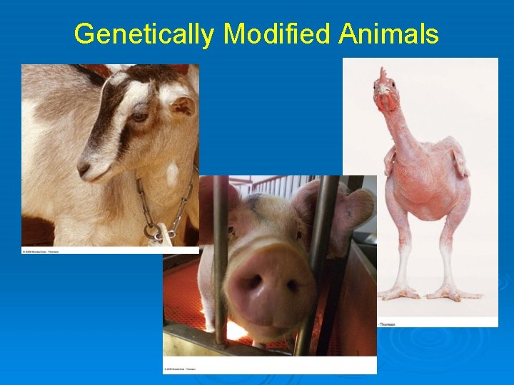 Genetically Modified Animals 