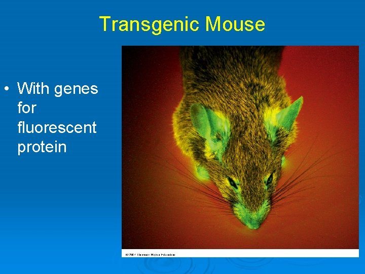 Transgenic Mouse • With genes for fluorescent protein 