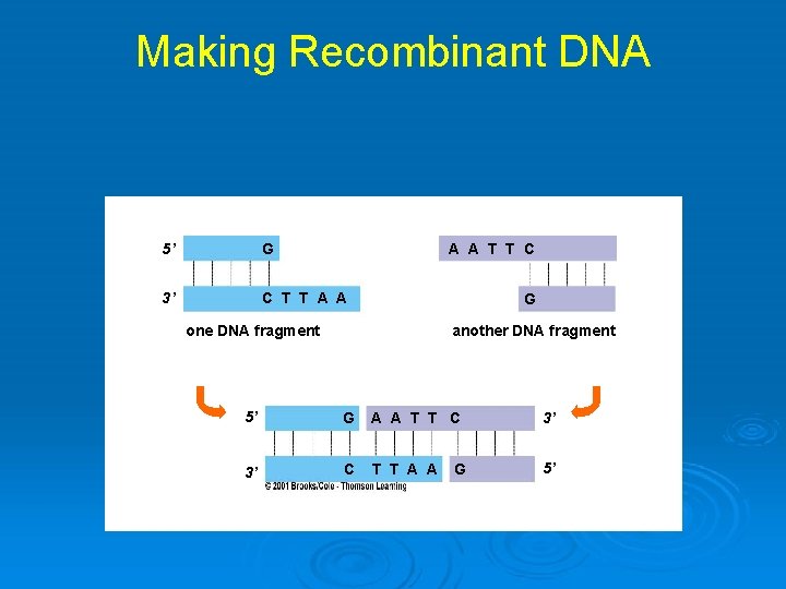 Making Recombinant DNA 5’ G A A T T C 3’ C T T