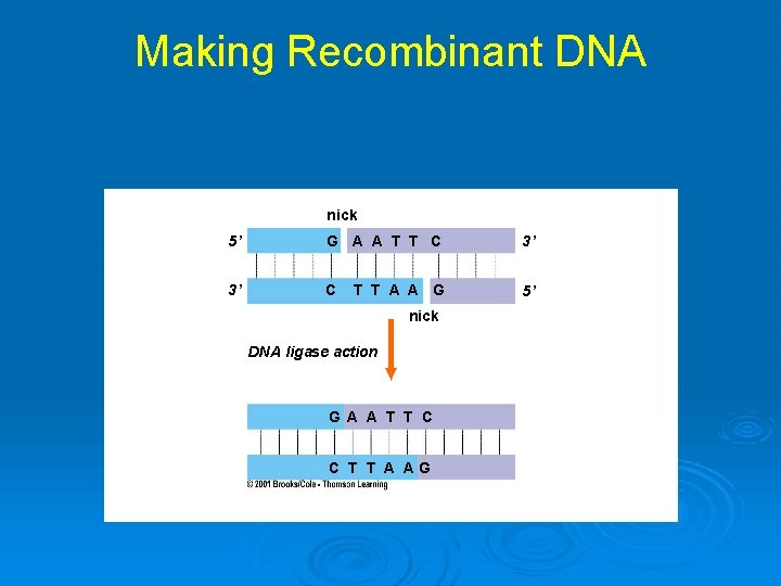 Making Recombinant DNA nick 5’ G A A T T C 3’ 3’ C