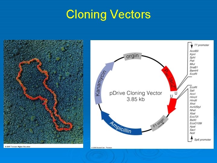 Cloning Vectors 
