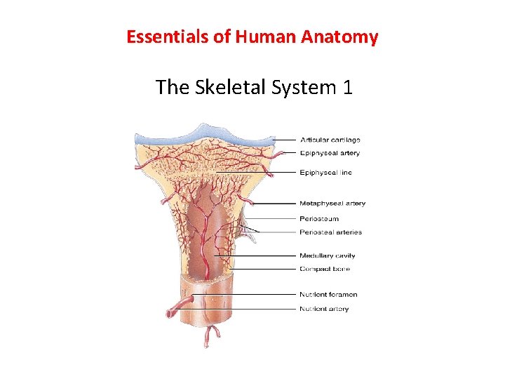 Essentials of Human Anatomy The Skeletal System 1 