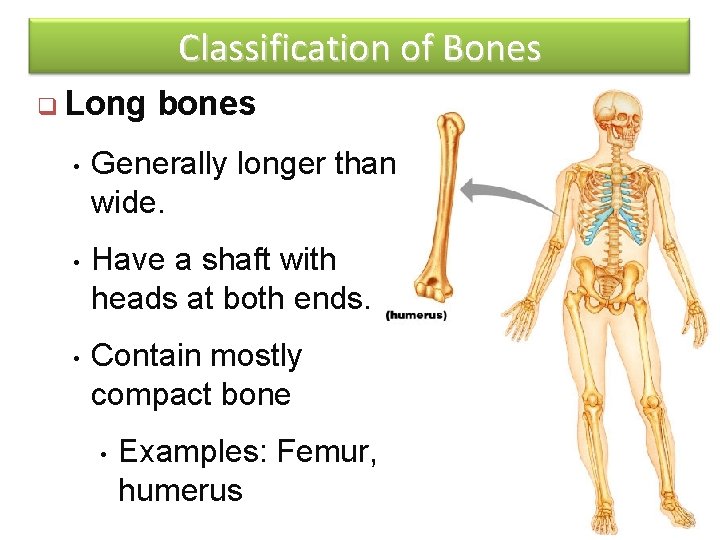 Classification of Bones q Long bones • Generally longer than wide. • Have a