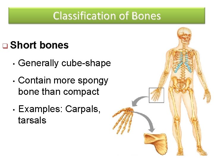 Classification of Bones q Short bones • Generally cube-shape • Contain more spongy bone