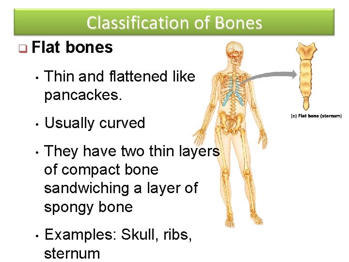 Classification of Bones q Flat bones • Thin and flattened like pancackes. • Usually