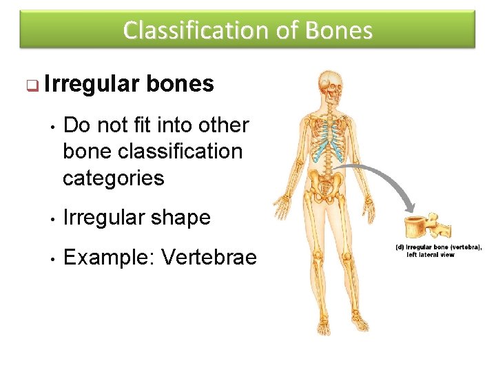 Classification of Bones q Irregular bones • Do not fit into other bone classification