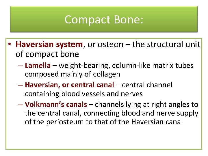 Compact Bone: • Haversian system, system or osteon – the structural unit of compact
