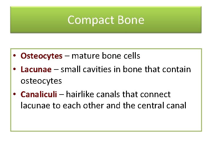 Compact Bone • Osteocytes – mature bone cells • Lacunae – small cavities in