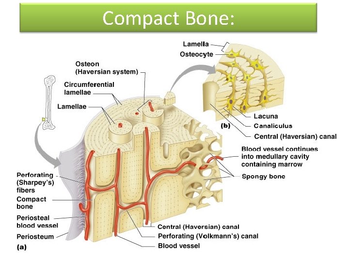 Compact Bone: 