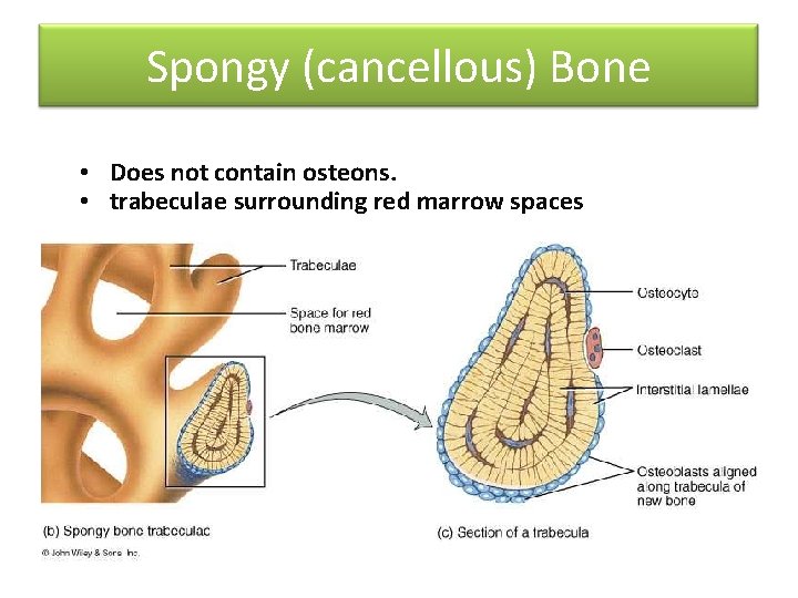 Spongy (cancellous) Bone • Does not contain osteons. • trabeculae surrounding red marrow spaces