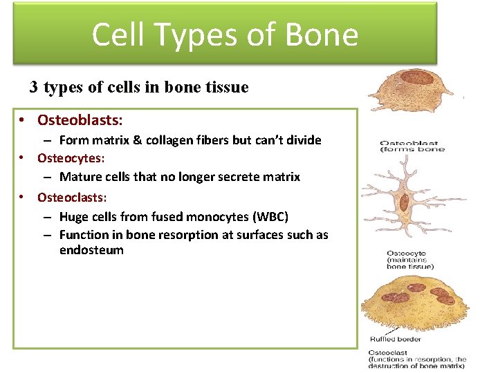 Cell Types of Bone 3 types of cells in bone tissue • Osteoblasts: –