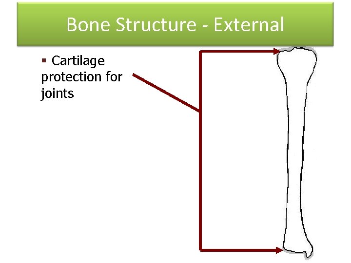 Bone Structure - External § Cartilage protection for joints 