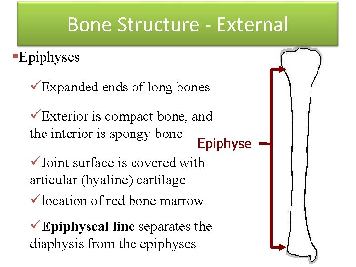 Bone Structure - External §Epiphyses üExpanded ends of long bones üExterior is compact bone,
