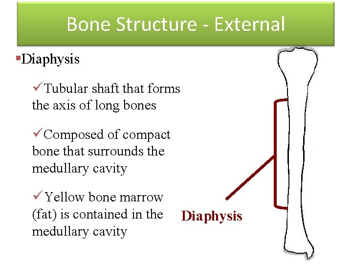 Bone Structure - External §Diaphysis üTubular shaft that forms the axis of long bones