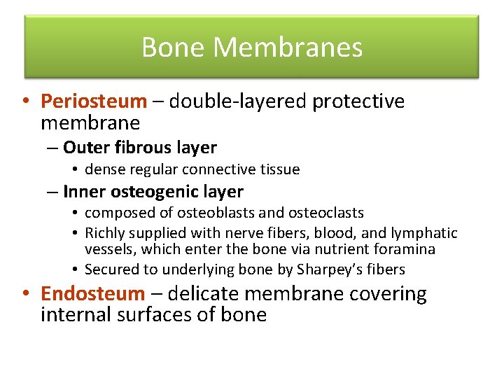 Bone Membranes • Periosteum – double-layered protective membrane – Outer fibrous layer • dense