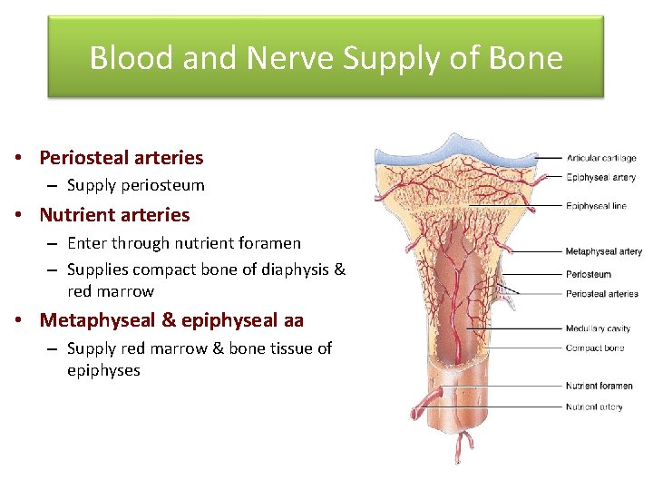 Blood and Nerve Supply of Bone • Periosteal arteries – Supply periosteum • Nutrient