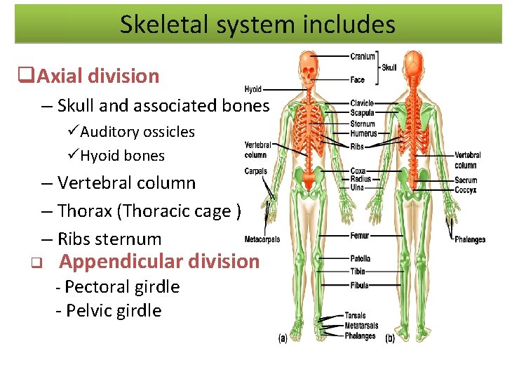 Skeletal system includes q. Axial division – Skull and associated bones üAuditory ossicles üHyoid