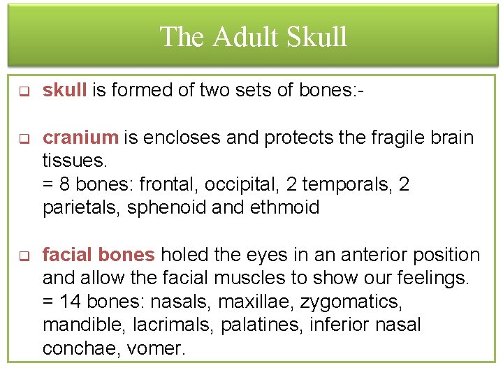 The Adult Skull q skull is formed of two sets of bones: - q