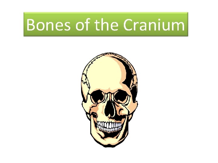 Bones of the Cranium 