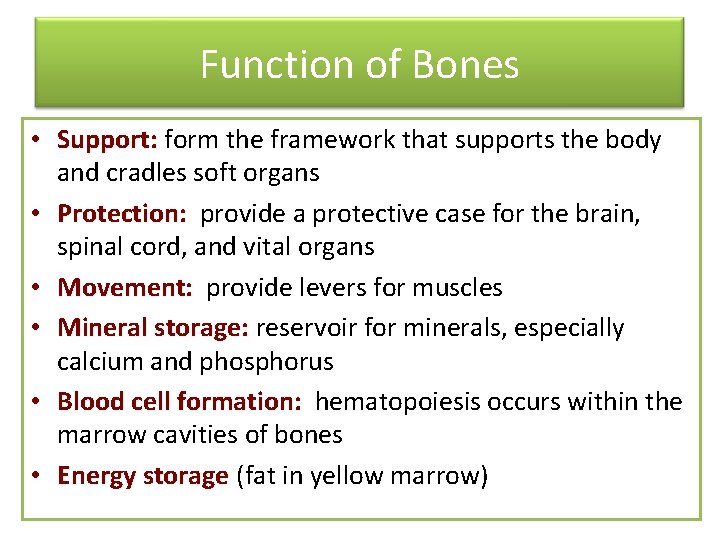 Function of Bones • Support: form the framework that supports the body and cradles