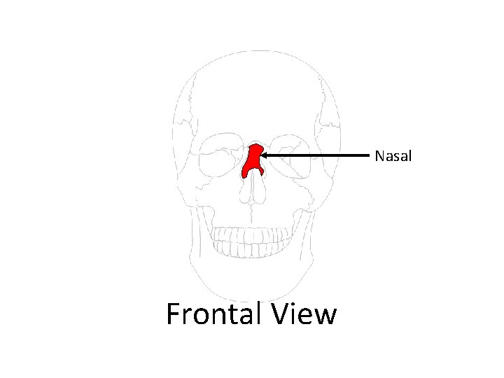 Nasal Frontal View 