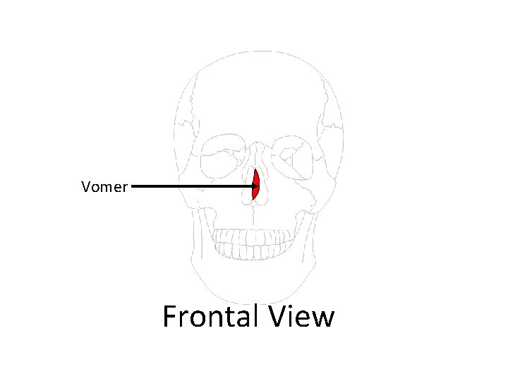 Vomer Frontal View 