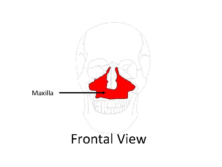 Maxilla Frontal View 