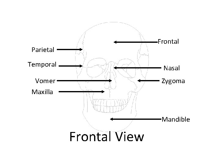 Frontal Parietal Temporal Nasal Vomer Maxilla Zygoma Mandible Frontal View 