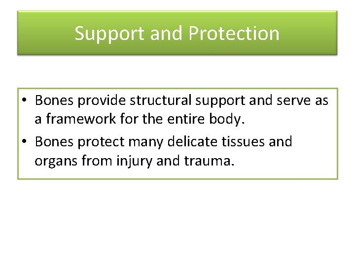 Support and Protection • Bones provide structural support and serve as a framework for